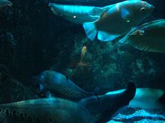 -太平洋海底世界