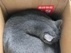 -猫猫幼稚园·撸猫·桌游·电玩