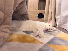 -李小姐の猫咖啡馆(五角场店)