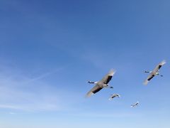 -盐城丹顶鹤湿地生态旅游区