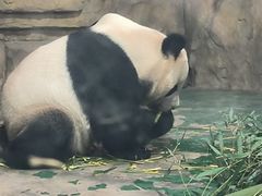 -成都动物园