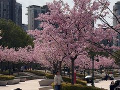 -新江湾城公园