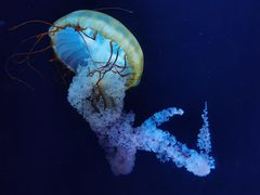 -欢乐海岸海洋奇梦馆