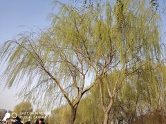 -丁香湖公园