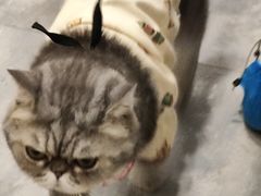 -楼上猫咖(罗湖店)