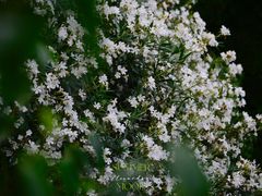 -上海植物园·停车场