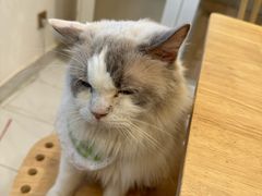 -楼上猫咖(罗湖店)