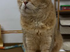 -柴迷FANS CLUB·柴犬狗咖·猫咖