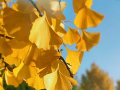 -大兴滨河森林公园