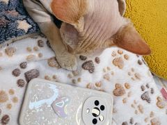 -COLOR PETS 撸猫馆·购猫·猫咖(长风大悦城店)