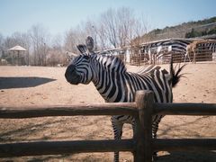 -大连森林动物园