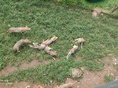 -合肥野生动物园