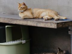 -Again Coffee Roaster(香蜜湖店)