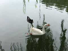 -莲花池公园