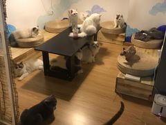 -松果猫咖(桐乡吾悦金街店)