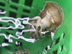 -众味海鲜大排档·活海鲜·潮汕味(南澳店)