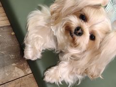 -瑞派动物医院·绝育·犬猫全科·预防医学(光景江南中店)