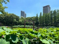 -陈家山荷花公园