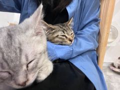 -楼上猫咖(罗湖店)