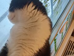 -有喵·猫咖·狗咖·30几只猫10只小狗(岗厦店)