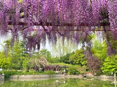 -嘉定紫藤园