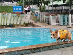 -良成狗狗乐园