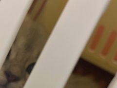 -半岛宠物医院24小时(科华中路店)