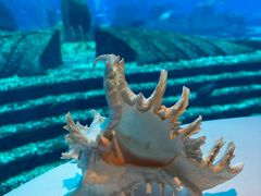 -亚特兰蒂斯•OSSIANO奥西亚诺海底餐厅