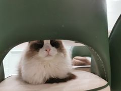 -安格丽娜·狗咖·猫咖羊驼咖(春熙路百盛商场店)