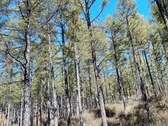 -塞罕坝国家级自然保护区