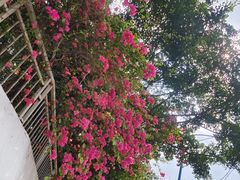 -深圳国际园林花卉博览园