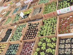 -龙大花卉苗木市场