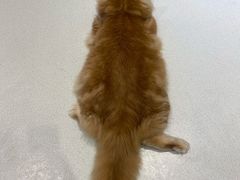 -藏猫猫咖啡主题馆(中央大道店)