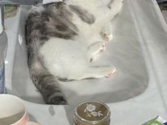 -欣宠猫屋·矮脚拿破仑·蓝金金渐层