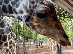 -清迈夜间动物园