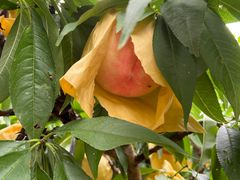 -南汇水蜜桃采摘(大团店)