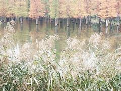 -白鹭湾湿地公园