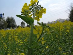 -桤木河湿地公园