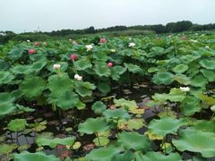 -荷塘月色湿地公园·向阳花洲