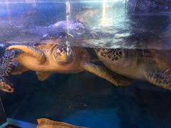 -烟台海昌鲸鲨海洋公园