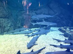 -烟台海昌鲸鲨海洋公园