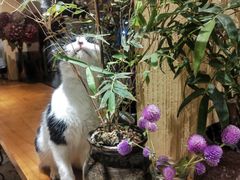 -萤火虫咖啡(后海店)