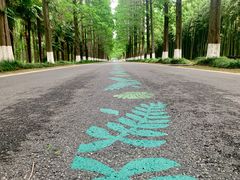 -黄海国家森林公园