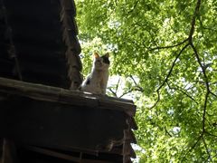 -大觉寺-停车场