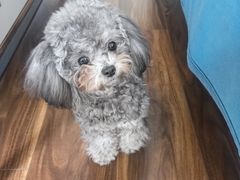 -艾吉宠物医院·疑难杂症转诊中心·猫友好(碧江路院)