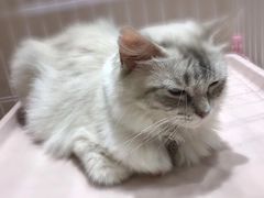 -藏猫猫咖啡主题馆(中央大道店)