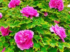 -咸阳湖景区-古渡公园