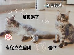 -十年猫舍·猫咪专门店(普陀店)
