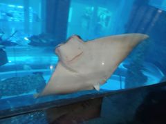 -乐从天佑城海洋馆