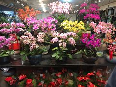 -双季花艺园艺市场(浦东店)